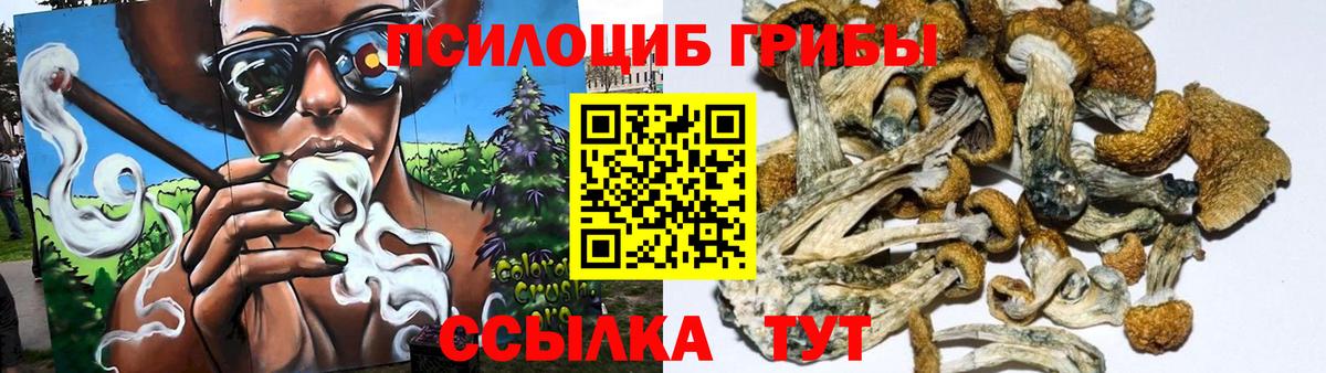 Псилоцибиновые грибы Cubensis Курчалой